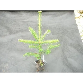 Sazenice Jedle fraserova