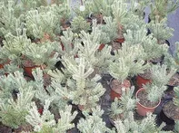 Pinus sylvestris Compresa