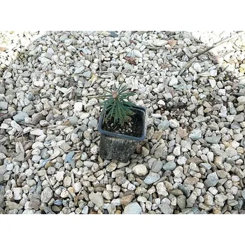 Sazenice Abies georgei