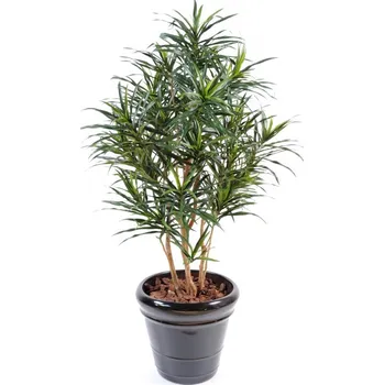 umělá květina DRACAENA ANITA KEŘ, 155cm (Luxusní umělý keř)