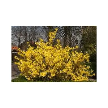 Sazenice Forsythia x intermedia