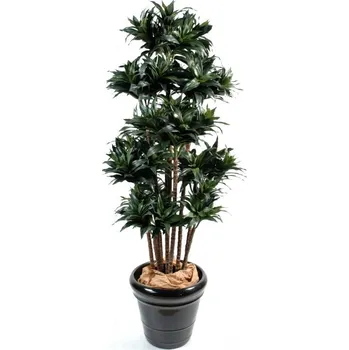 umělá květina DRACAENA FRAGRANS COMPACTA, 140cm (Luxusní umělá palma)