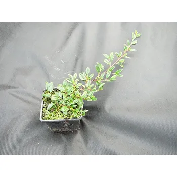 Sazenice Cotoneaster salicifolius Sympathie