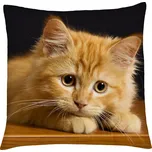 MyBestHome PRINT Polštář s motivem kočky 05 Mybesthome 40x40 cm Varianta: Povlak na polštář s prošívanou výplní, 40x40 cm