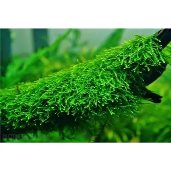 Akvaristika Vesicularia Creeping moss (Kelímek Ø 7 cm)