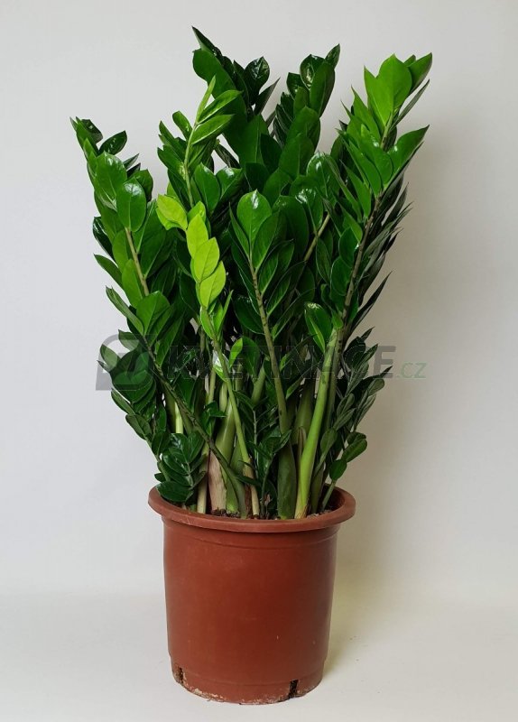 Zamioculcas zamiifolia 30x100cm - Cena na dotaz