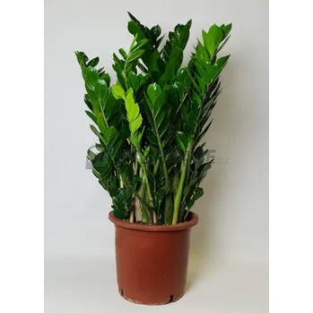 Sazenice Zamioculcas zamiifolia 30x100cm - Cena na dotaz