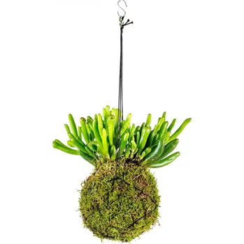 Gardners Kokedama Crassula (M) Krasule, Tlustice, Strom života