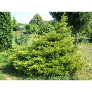 Sazenice Juniperus chin. 'Kuriwao Gold' 40–60 cm