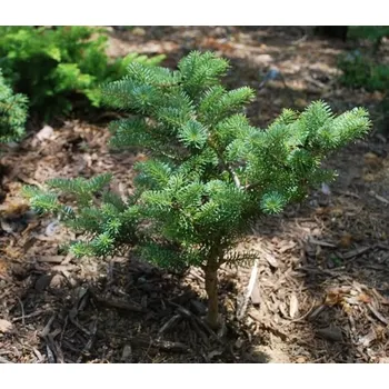 Abies koreana 'Blauer Pfiff' 40–60 cm