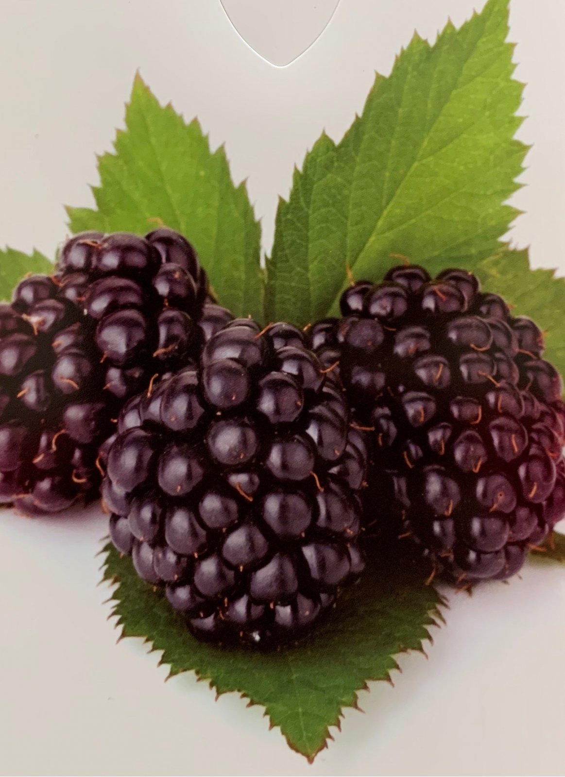 Ostružiník beztrnný / Rubus fruticosus 'Navaho' Rubus fruticosus 'Navaho'
