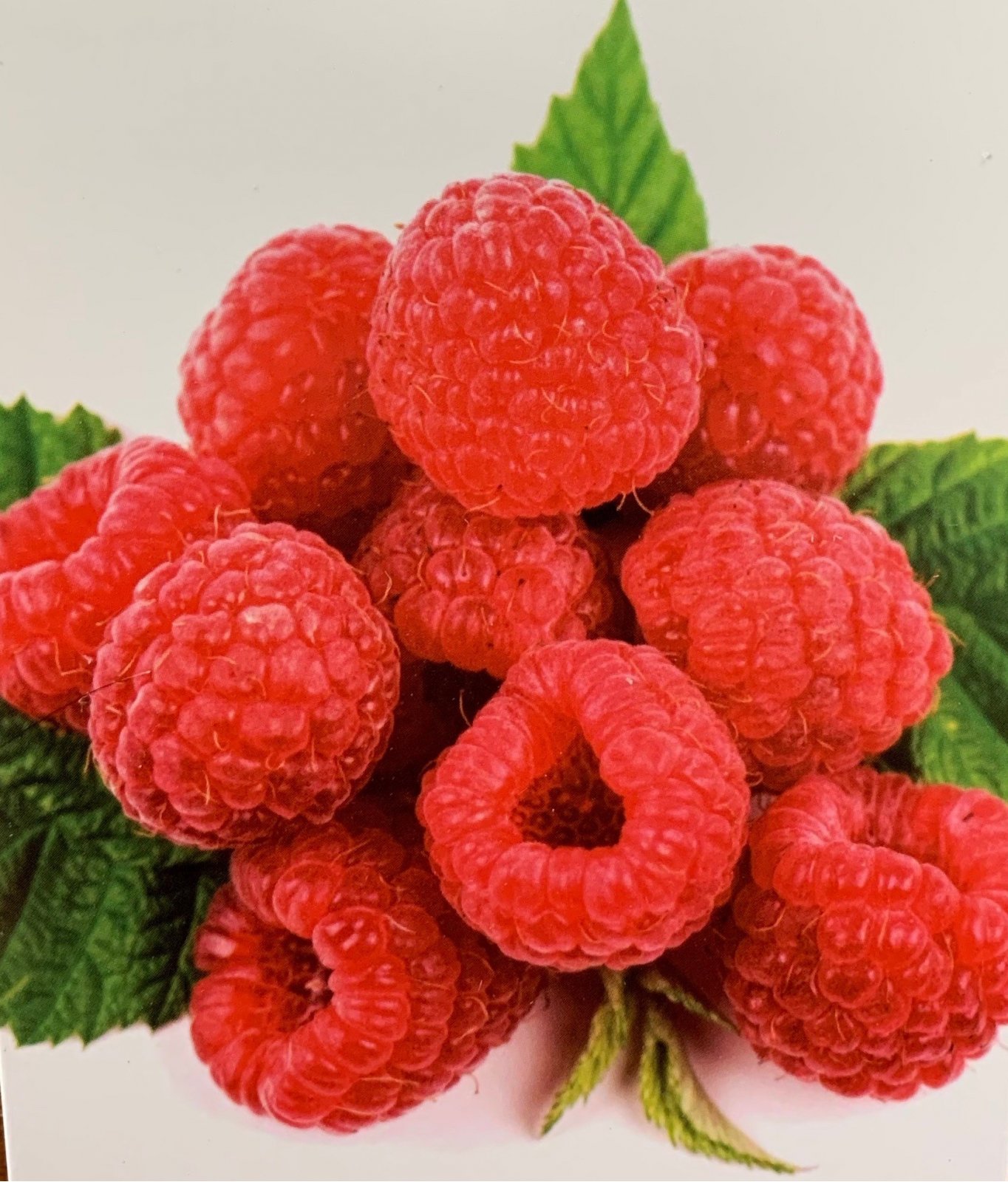 Malina červená / Rubus idaeus 'HERITAGE' - remontantní Rubus idaeus 'HERITAGE'