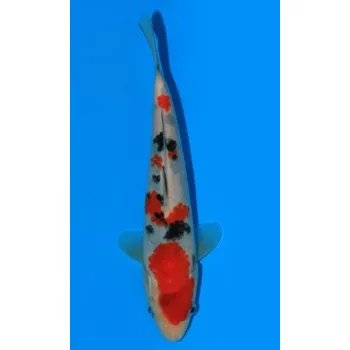 Krmivo pro rybičky VHQ Tategoi Taisho Sanshoku JK 20150174