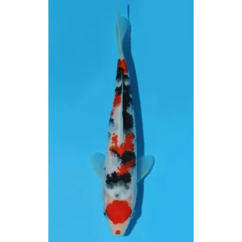 Krmivo pro rybičky HQ Taisho Sanshoku JK 20150352