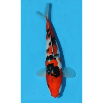 Krmivo pro rybičky Taisho Sanhoku ... JK 20120093