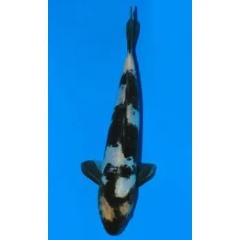 Krmivo pro rybičky SHQ Doitsu Shiro Utsuri JK 20150131