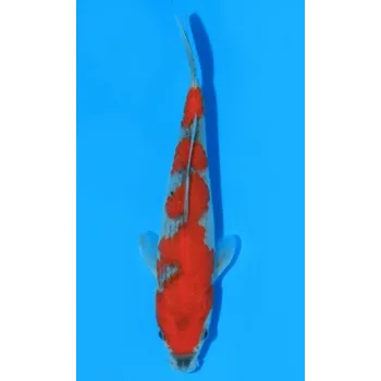 Krmivo pro rybičky SHQ Goshiki JK 50405-32