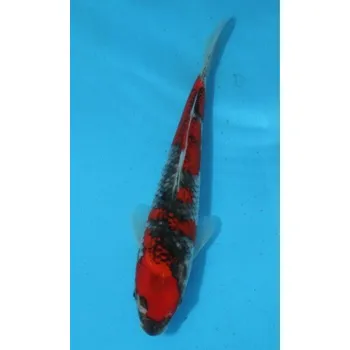 Krmivo pro rybičky KOI Goshiki JK 20130123