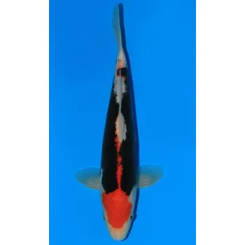 Krmivo pro rybičky SHQ Beni Kumonryu JK 20150114