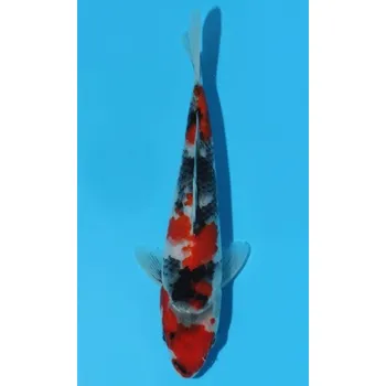 Krmivo pro rybičky HQ Showa Sanshoku JK 20150350