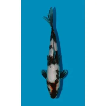 Krmivo pro rybičky HQ Showa JK 20200002