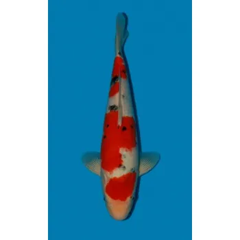 Krmivo pro rybičky Sanke JK 20190266