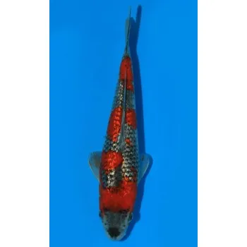 Krmivo pro rybičky HQ Gin Rin Goshiki JK 20150389