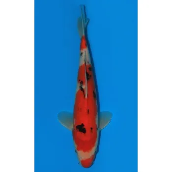 Krmivo pro rybičky HQ Taisho Sanshoku JK 20160080