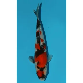 Krmivo pro rybičky VHQ Tategoi Showa Sanshoku JK 20150527