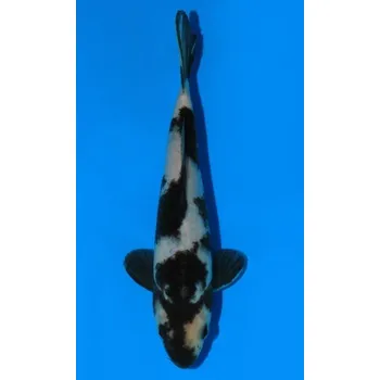 Krmivo pro rybičky VHQ Shiro Utsuri JK 20150404