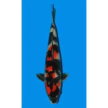 Krmivo pro rybičky HQ Showa Sanshoku JK 20150215