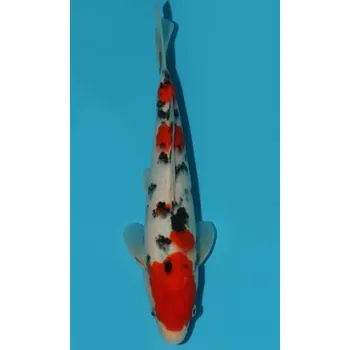 Krmivo pro rybičky VHQ Tategoi Taisho Sanshoku JK 20150175