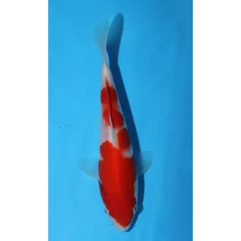 Krmivo pro rybičky KOI Kohaku JK 20130238