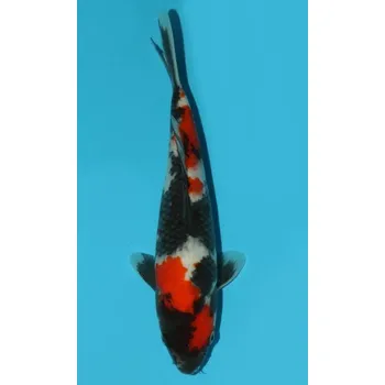 Krmivo pro rybičky VHQ Showa Sanshoku JK 20150096