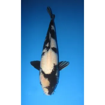 Krmivo pro rybičky HQ Shiro Utsuri JK 20110002