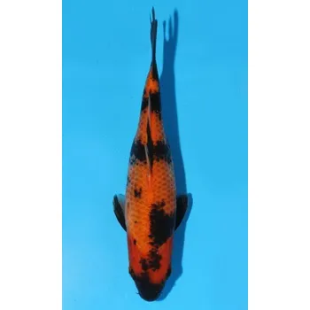 Krmivo pro rybičky HQ Hi Utsuri JK 20150423