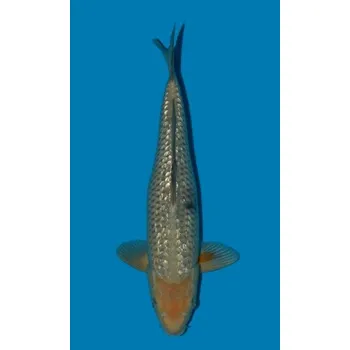 Krmivo pro rybičky Ochiba Shigure JK 20190065