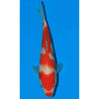 Krmivo pro rybičky HQ Kohaku JK 20160065