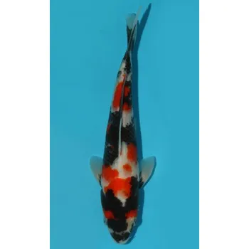 Krmivo pro rybičky VHQ Showa Sanshoku JK 20150080