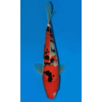 Krmivo pro rybičky HQ Taisho Sanshoku JK 20160077