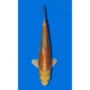 Krmivo pro rybičky Koi kapr doitsu kikusui dvouletý japonský kapr KOI, prodej KOI, prodej okrasných ryb