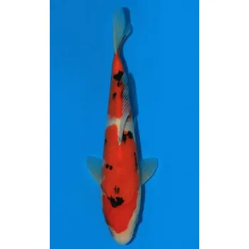 Krmivo pro rybičky HQ Taisho Sanshoku JK 20160082