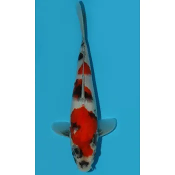 Krmivo pro rybičky SHQ Showa Sanshoku JK 50322-21