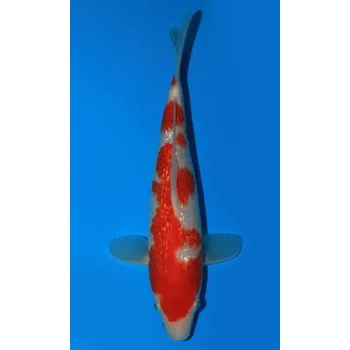 Krmivo pro rybičky SHQ Gin Rin Kohaku JK 20150138