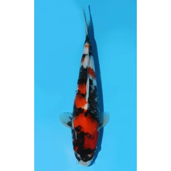 Krmivo pro rybičky HQ Showa Sanshoku JK 20150222