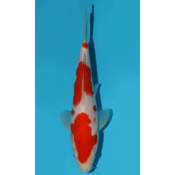 Krmivo pro rybičky VHQ Tategoi Kohaku JK 20150149