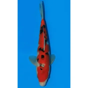 Krmivo pro rybičky HQ Taisho Sanshoku JK 20160094