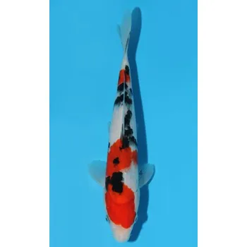 Krmivo pro rybičky HQ Taisho Sanshoku JK 20150370