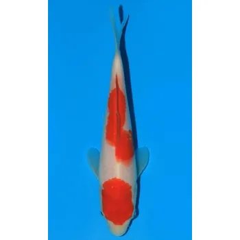 Krmivo pro rybičky HQ Kohaku JK 20160146