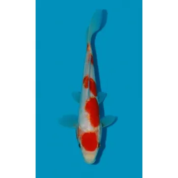 Krmivo pro rybičky HQ Doitsu Maruten Kohaku JK 20200004